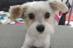 Kain-Lee-after-his-first-grooming-with-Gina