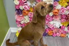 Macie