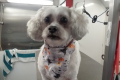 Taz