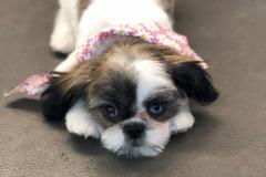 puppys-first-grooming