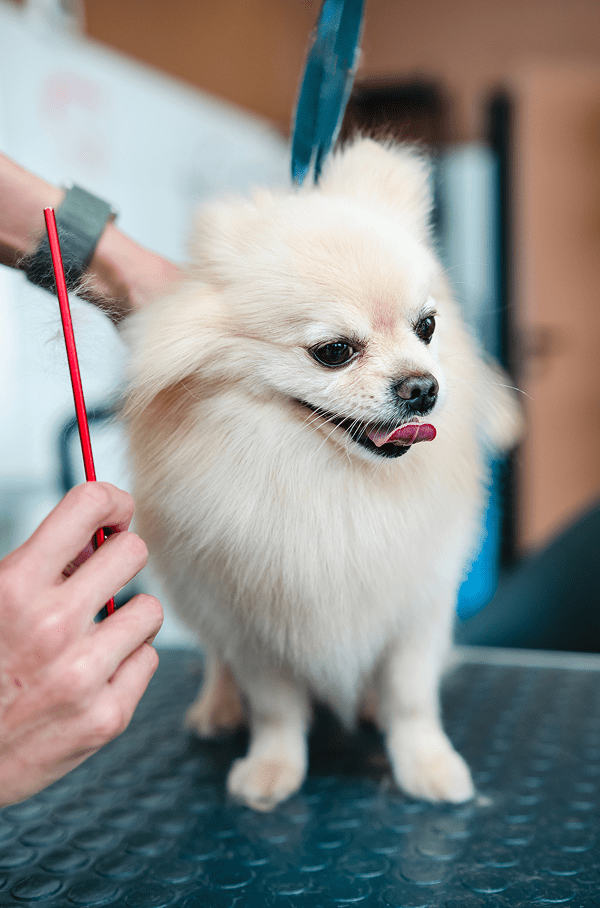 Cute dog with tongue out at groomer
