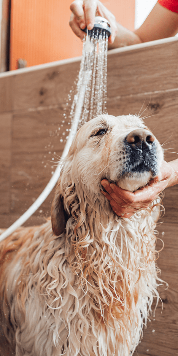 Wet dog being washed