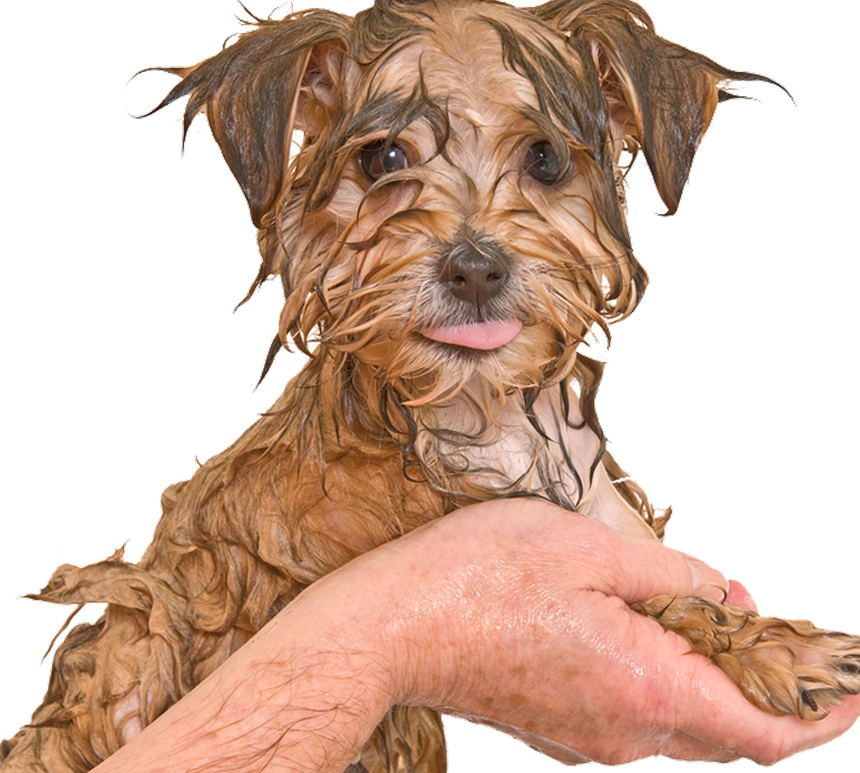 Adorable wet dog with tongue out
