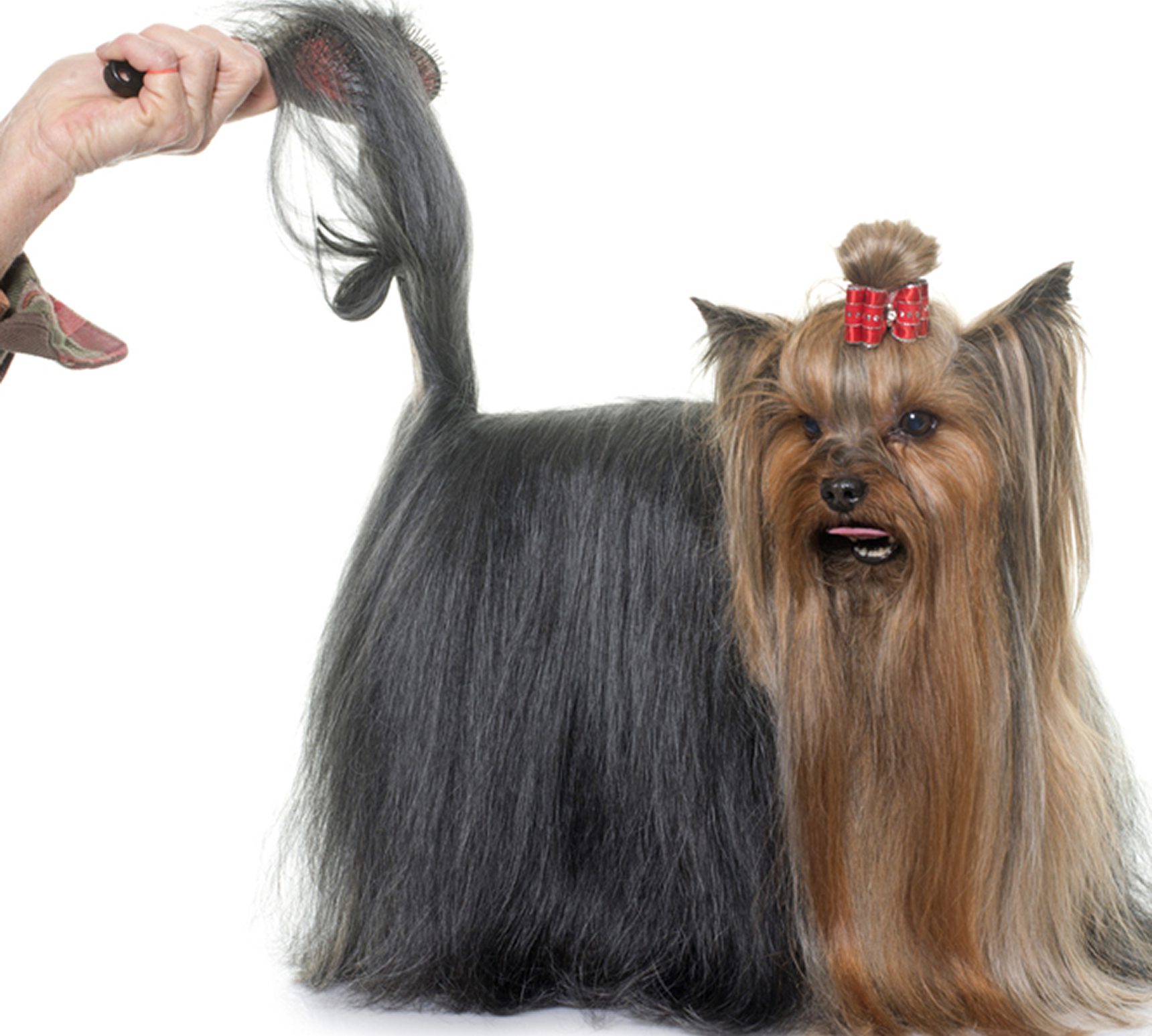 Long-haired dog getting its tail brushed