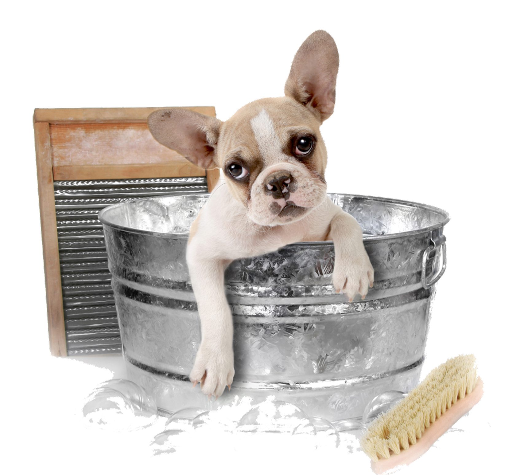 French Bulldog in soapy water tub