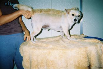 Small dog being trimmed