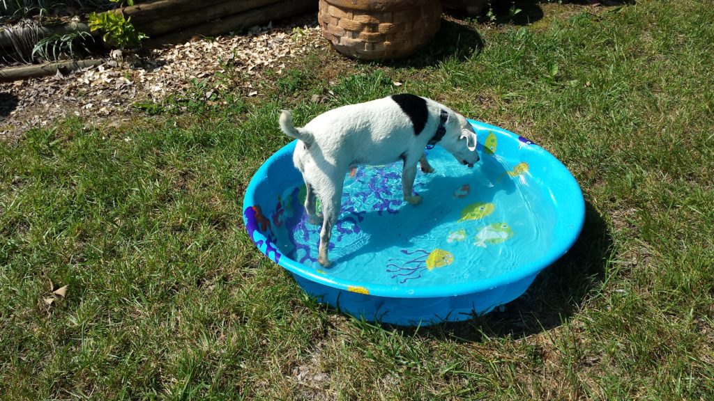 Dog enjoying water in outdoor pool