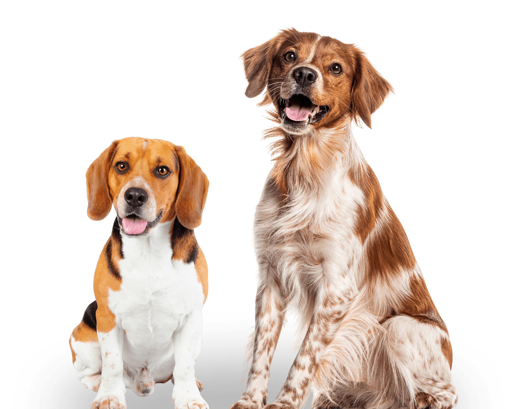 Happy dogs posing together.