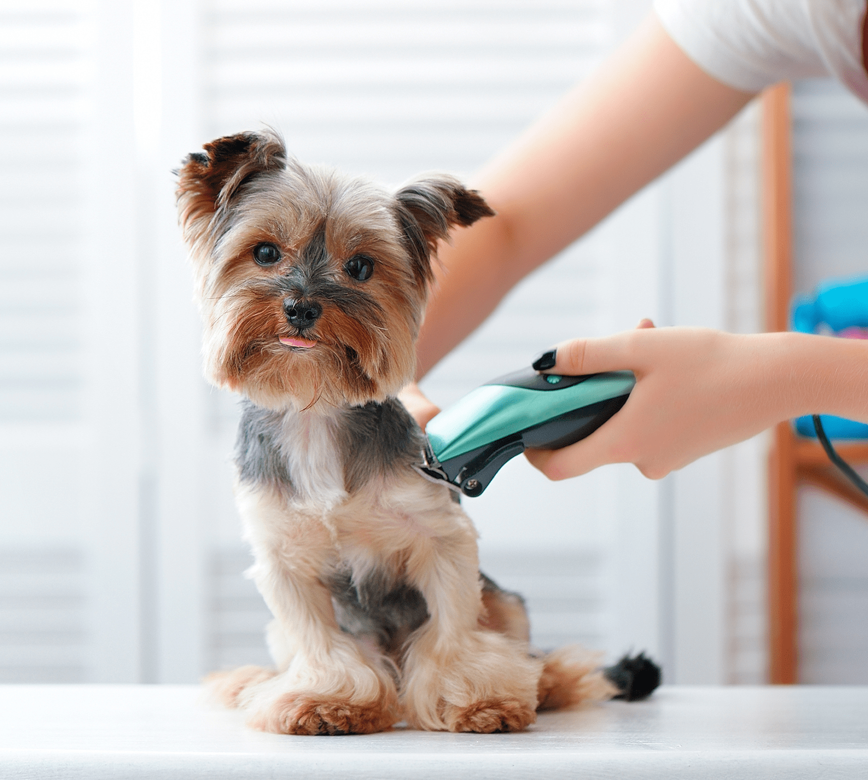 Pet grooming session with clippers