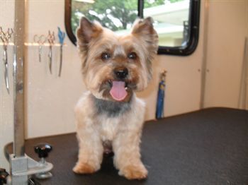 Happy Yorkie on grooming table