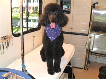 Black poodle in a grooming salon