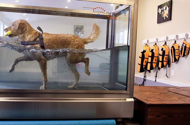Dog walking in water treadmill