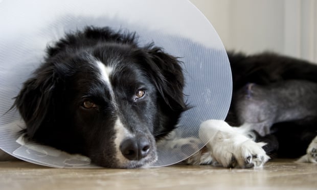 Sad dog lying with cone collar