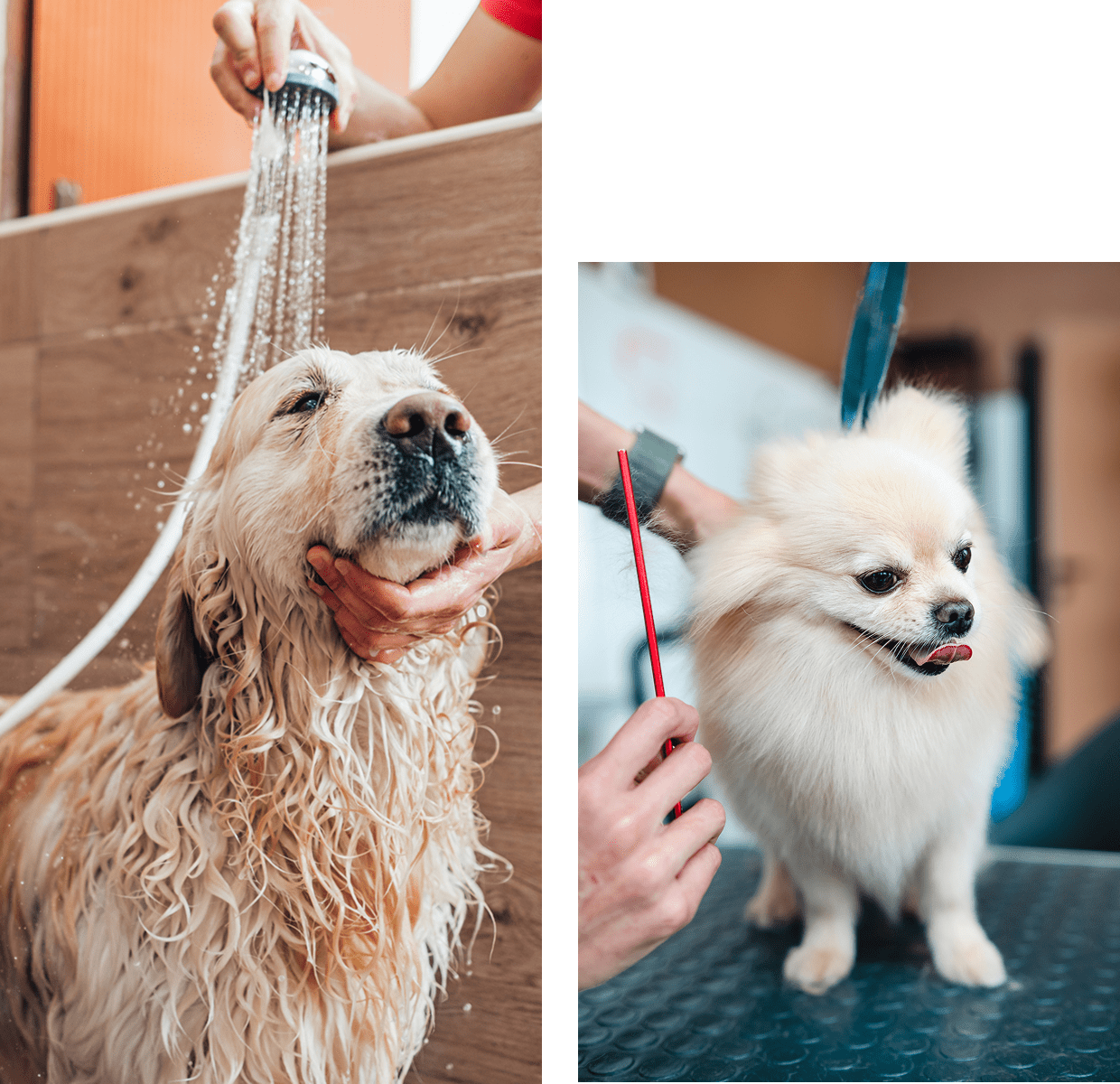 Dog getting a bath