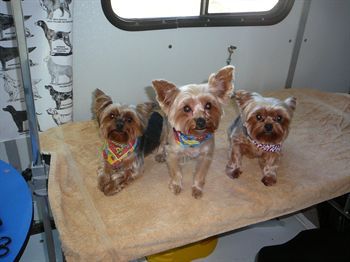 Cute Yorkies with colorful bandanas