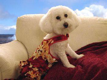 Dog in flower dress on sofa