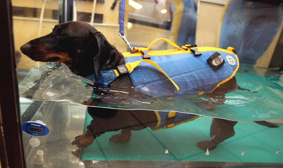 Dog in hydrotherapy session with life jacket