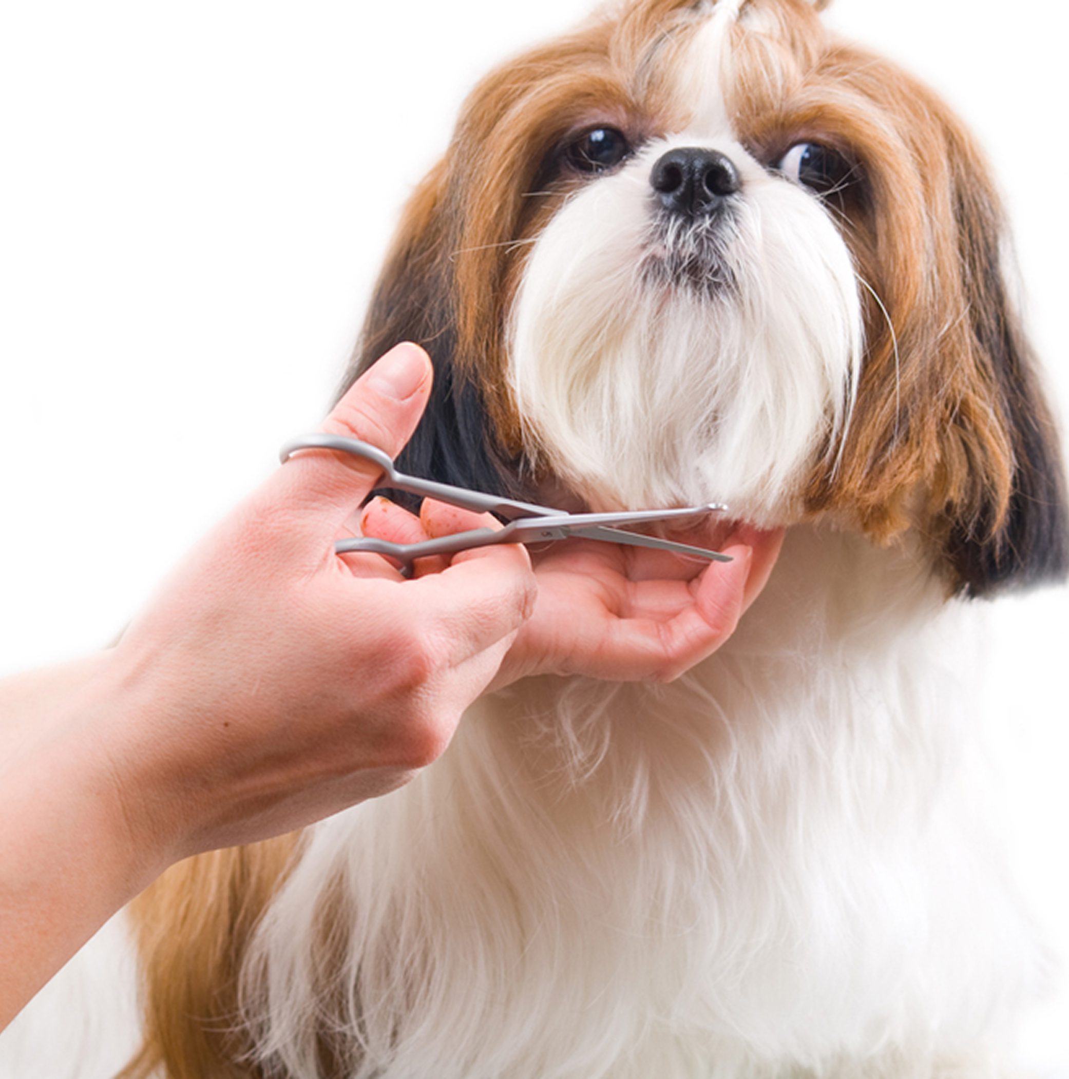 Shih Tzu grooming session