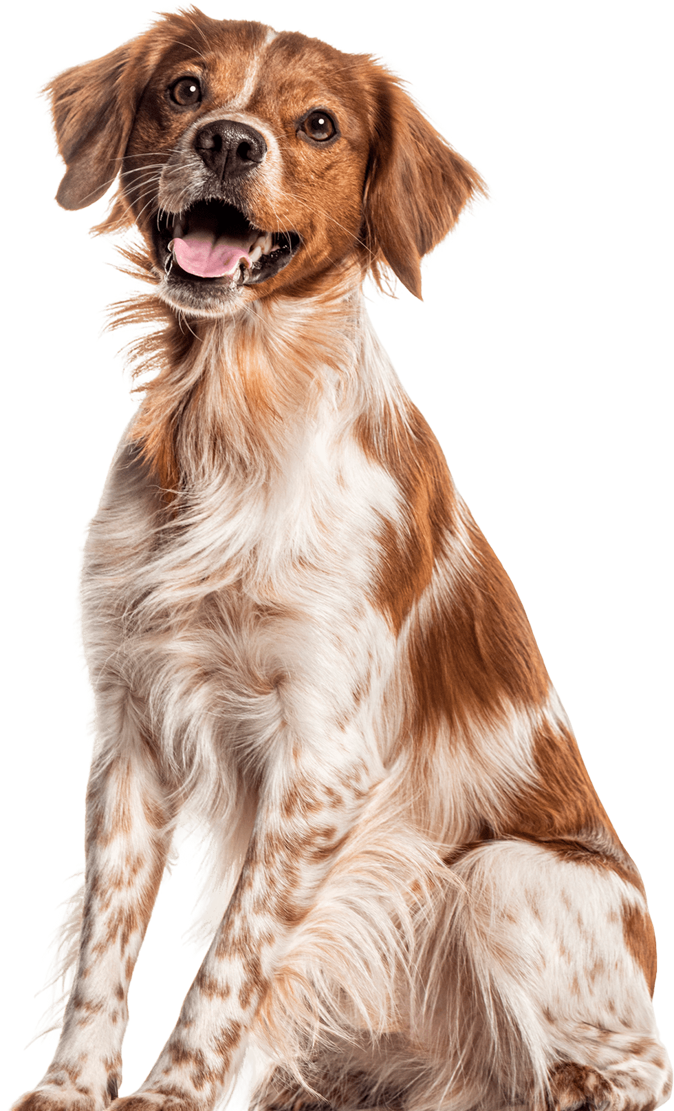 Happy dog sitting against black background