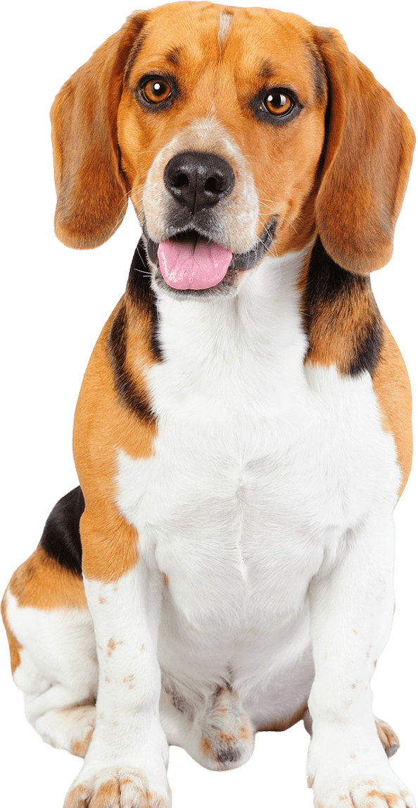 Tri-colored beagle looking forward