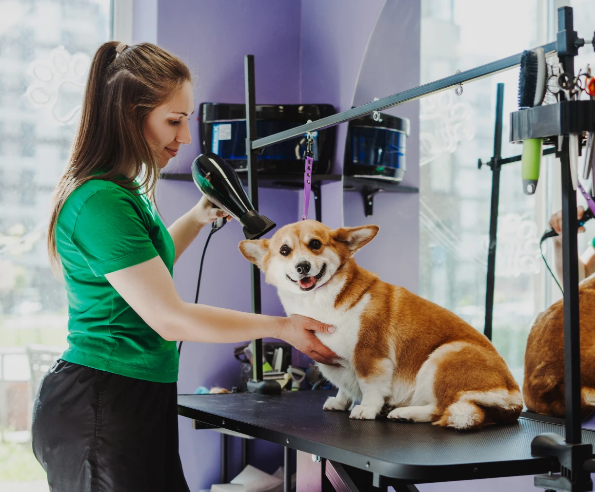 Dog being groomed by a woman