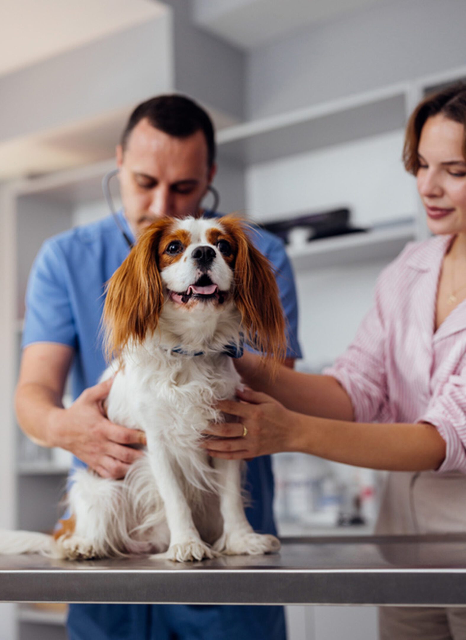 Happy dog with veterinarian