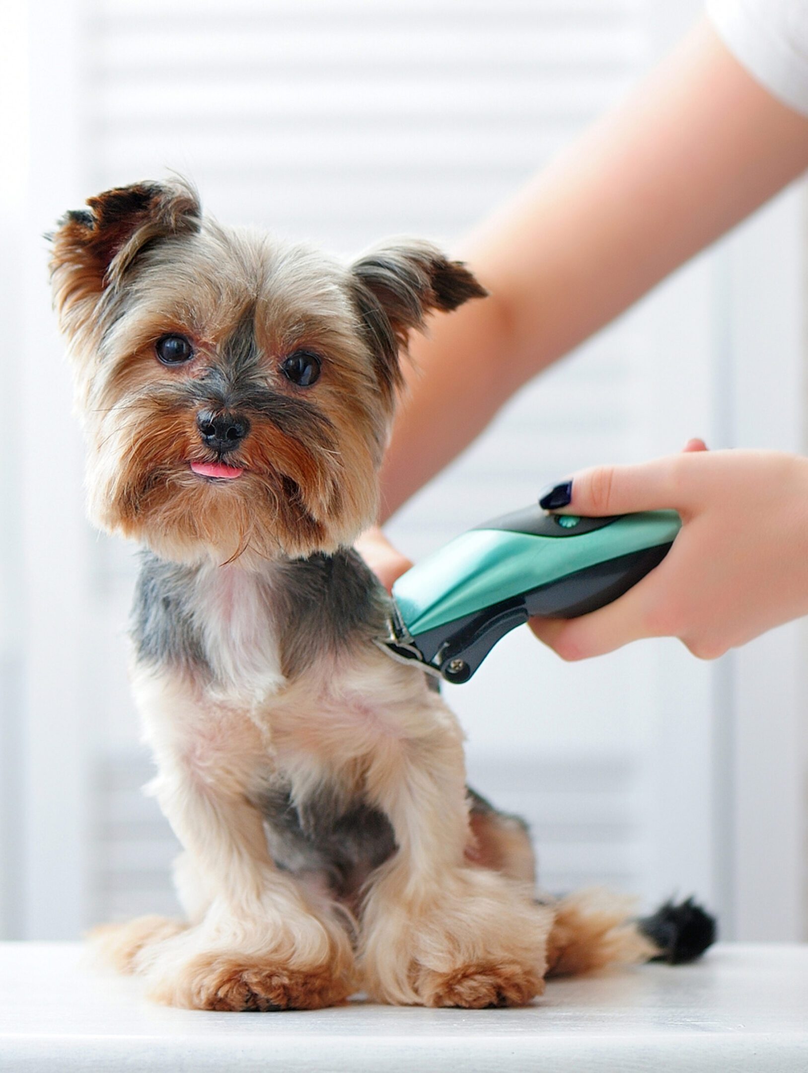 Yorkshire terrier getting groomed with clippers