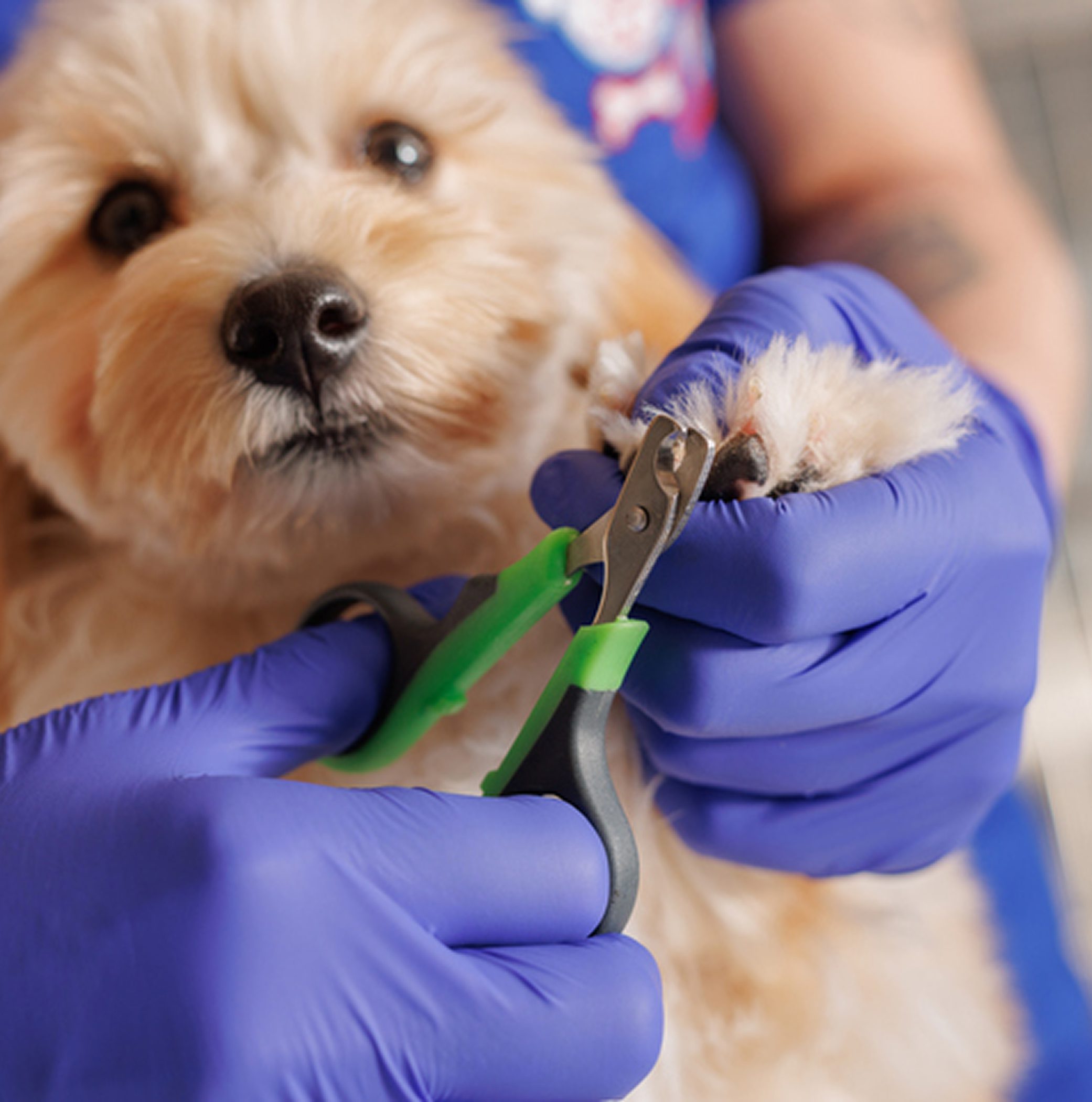 Puppy having claws clipped by professional