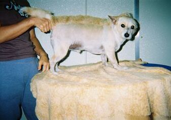 Small dog being trimmed