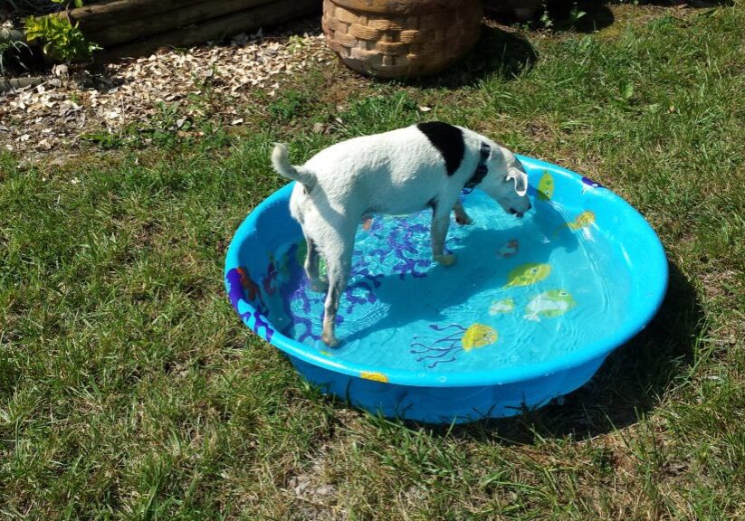 Dog enjoying water in outdoor pool