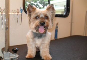 Happy Yorkie on grooming table