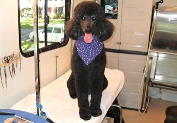 Black poodle in a grooming salon