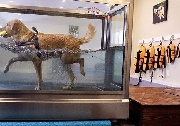 Dog walking in water treadmill