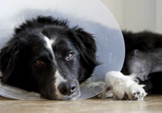 Sad dog lying with cone collar