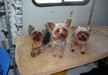 Cute Yorkies with colorful bandanas