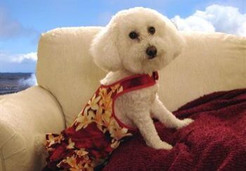 Dog in flower dress on sofa