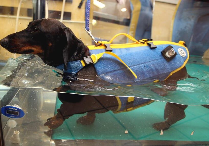 Dog in hydrotherapy session with life jacket